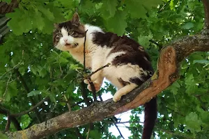Kot drzewny image