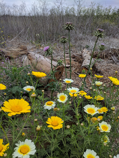 Park «Gum Grove Park», reviews and photos, Crescent View & Avalon Drive, Seal Beach, CA 90740, USA