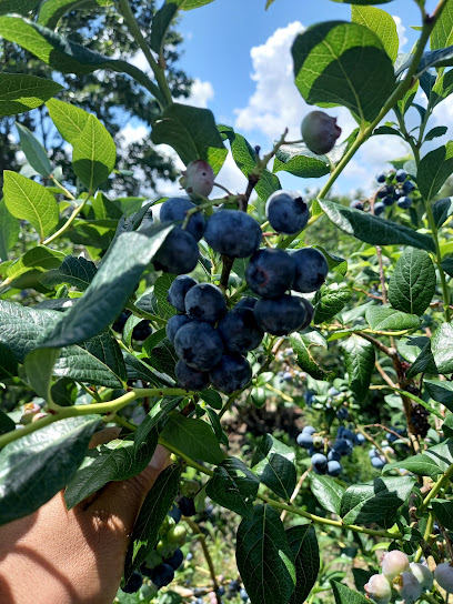 Wells' Blueberry Farm