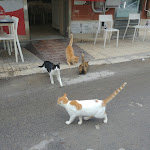 Photo n°1 de l'avis de Jin-Ho.e fait le 29/11/2022 à 13:44 sur le  Panificio Migliore 2 à Marzamemi