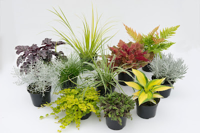 Jarry Productions Horticoles à Mauges-sur-Loire