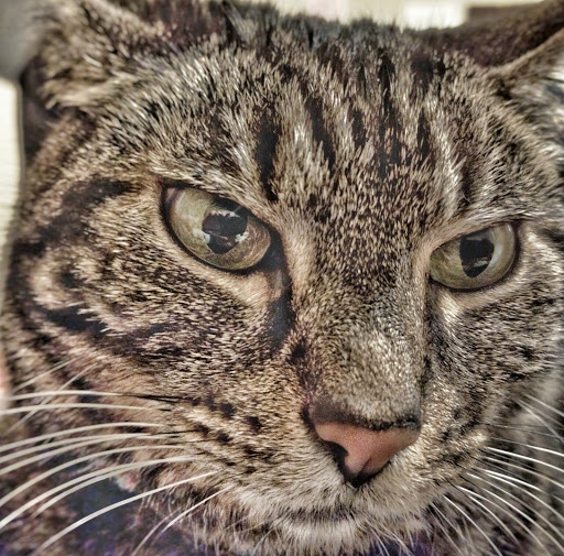 Pet Supply Store «Mud Bay», reviews and photos, 8867 161st Avenue Northeast, Redmond, WA 98052, USA