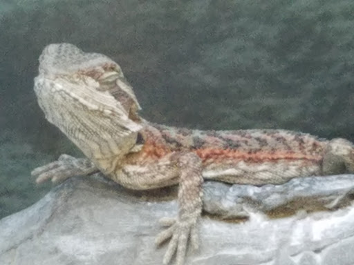 Pet Supply Store «Petco Animal Supplies», reviews and photos, 5843 N Elizabeth St, Pueblo, CO 81008, USA