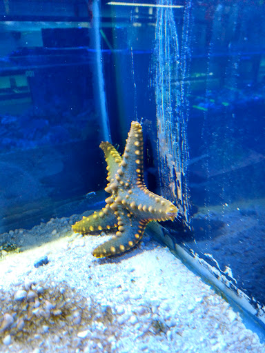 Aquarium «Pacific Aquarium & Plant Inc», reviews and photos, 46 Delancey St #1, New York, NY 10002, USA