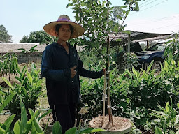 เสือดำ เมืองปัก