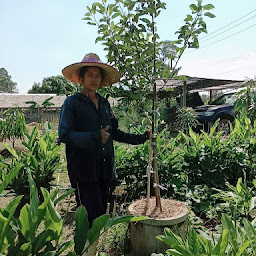 เสือดำ เมืองปัก