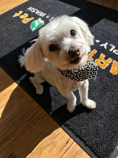 Pet Supply Store «EarthWise Pet Supply - Richardson», reviews and photos, 1310 W Campbell Rd #128, Richardson, TX 75080, USA