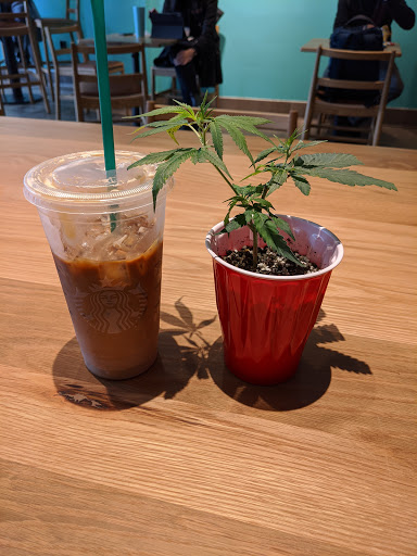 Coffee Shop «Starbucks», reviews and photos, 755 Boylston St, Boston, MA 02116, USA