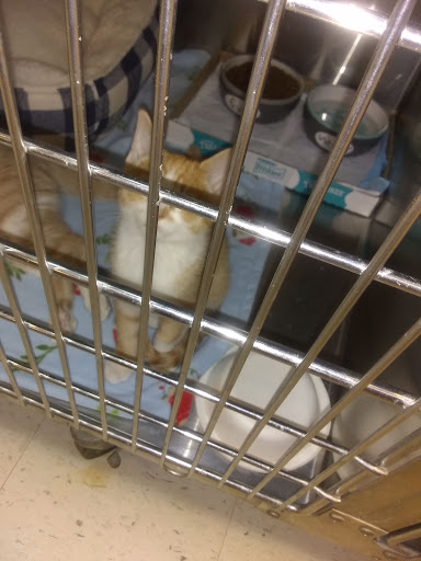 Pet Supply Store «PetSmart», reviews and photos, 45050 Northpointe Blvd, Utica, MI 48315, USA