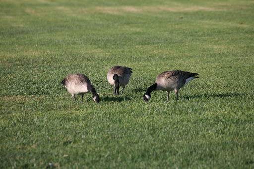 Park «Mike Ward Community Park Woodbridge», reviews and photos, 20 Lake Rd, Irvine, CA 92604, USA