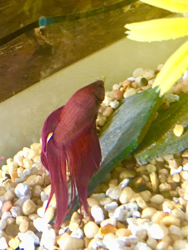 Pet Store «Pets & Such», reviews and photos, 3680 3500 S, West Valley City, UT 84120, USA