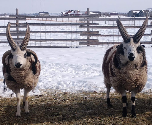 Earthly Creatures Veterinary Service image