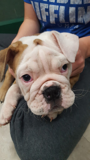 Pet Store «Petland Vineyard - San Antonio», reviews and photos, 1309 North Loop 1604 W #101, San Antonio, TX 78258, USA