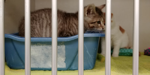 Pet Supply Store «Petco Animal Supplies», reviews and photos, 2373 W Ridge Rd, Greece, NY 14626, USA