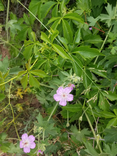 Tourist Attraction «Mount Falcon Park», reviews and photos, Castle Trail, Morrison, CO 80465, USA