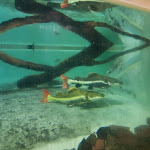 Photo n°18 de l'avis de Vitali.r fait le 19/08/2018 à 12:48 sur le  Tiergartenrestaurant Waldschänke à Nuremberg