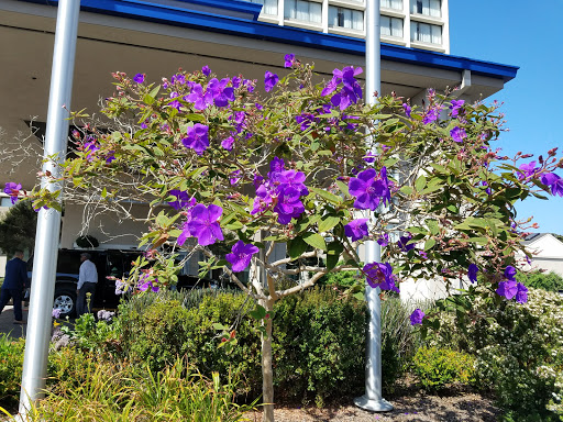 Shopping Mall «Powell Street Plaza Shopping Center», reviews and photos, 5795 Christie Ave, Emeryville, CA 94608, USA