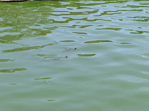 Park «Greer Park», reviews and photos, 6900 W McFadden Ave, Huntington Beach, CA 92647, USA