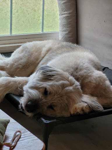 Pet Groomer «The Groom Room», reviews and photos, 1180 Long Hollow Pike, Gallatin, TN 37066, USA