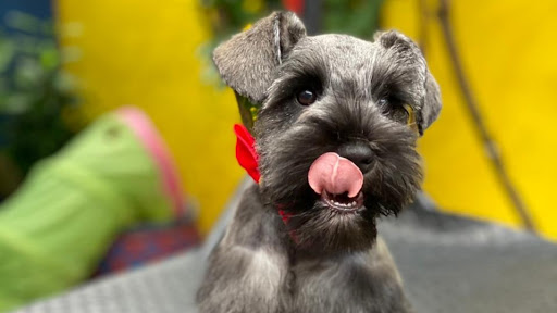 Doggos with Bubbles HOTEL Y PELUQUERÍA PARA PERROS