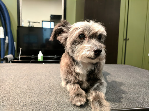 Pet Supply Store «EarthWise Pet Nashville-SoBro», reviews and photos, 66 Hermitage Ave, Nashville, TN 37210, USA