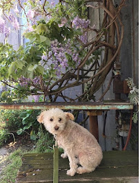 The City Pet - Photo 4 - Car repair in , Seattle