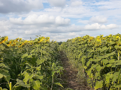 Arena «Madison Square Garden», reviews and photos, 4 Pennsylvania Plaza, New York, NY 10001, USA
