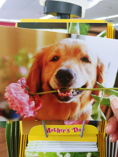 Pet Supply Store «Pet Supermarket», reviews and photos, 3806 S Dale Mabry Hwy, Tampa, FL 33629, USA