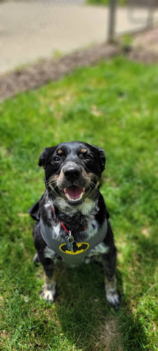 Pet Supply Store «PetSmart», reviews and photos, 1715 SE Delaware Ave, Ankeny, IA 50021, USA