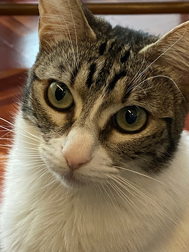 Clínica Veterinaria Zizur en Zizur Mayor