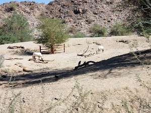The Living Desert - photo 81