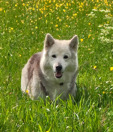 Dr.med.vet. Ursula Wilgenbus vet unter Metzingen, Baden Württemberg
