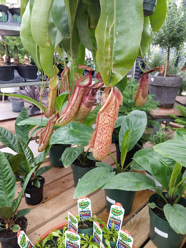 Garden Center «H J Benken Florist & Garden», reviews and photos, 6000 Plainfield Rd, Cincinnati, OH 45213, USA