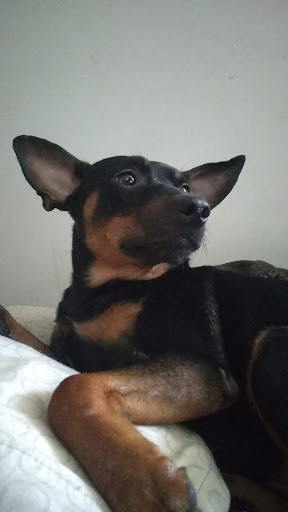 Pet Supply Store «Petco Animal Supplies», reviews and photos, 1065 Kennedy Rd, Windsor, CT 06095, USA