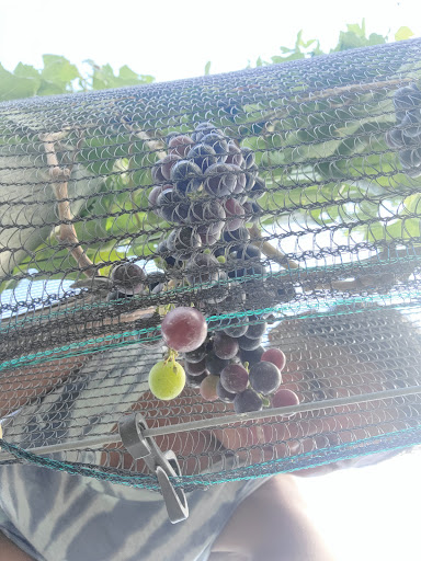 Winery «Beneduce Vineyards», reviews and photos, 1 Jeremiah Ln, Pittstown, NJ 08867, USA