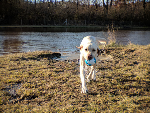 Dog Park «Beck Lake Off-Leash Dog Area», reviews and photos, 9700 Gloria Ct, Glenview, IL 60025, USA