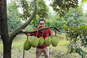 Kebun Bibit Buah Durian(ꦏꦼꦧꦸꦤ꧀ꦧꦶꦧꦶꦠ꧀ꦢꦸꦫꦺꦤ꧀) image