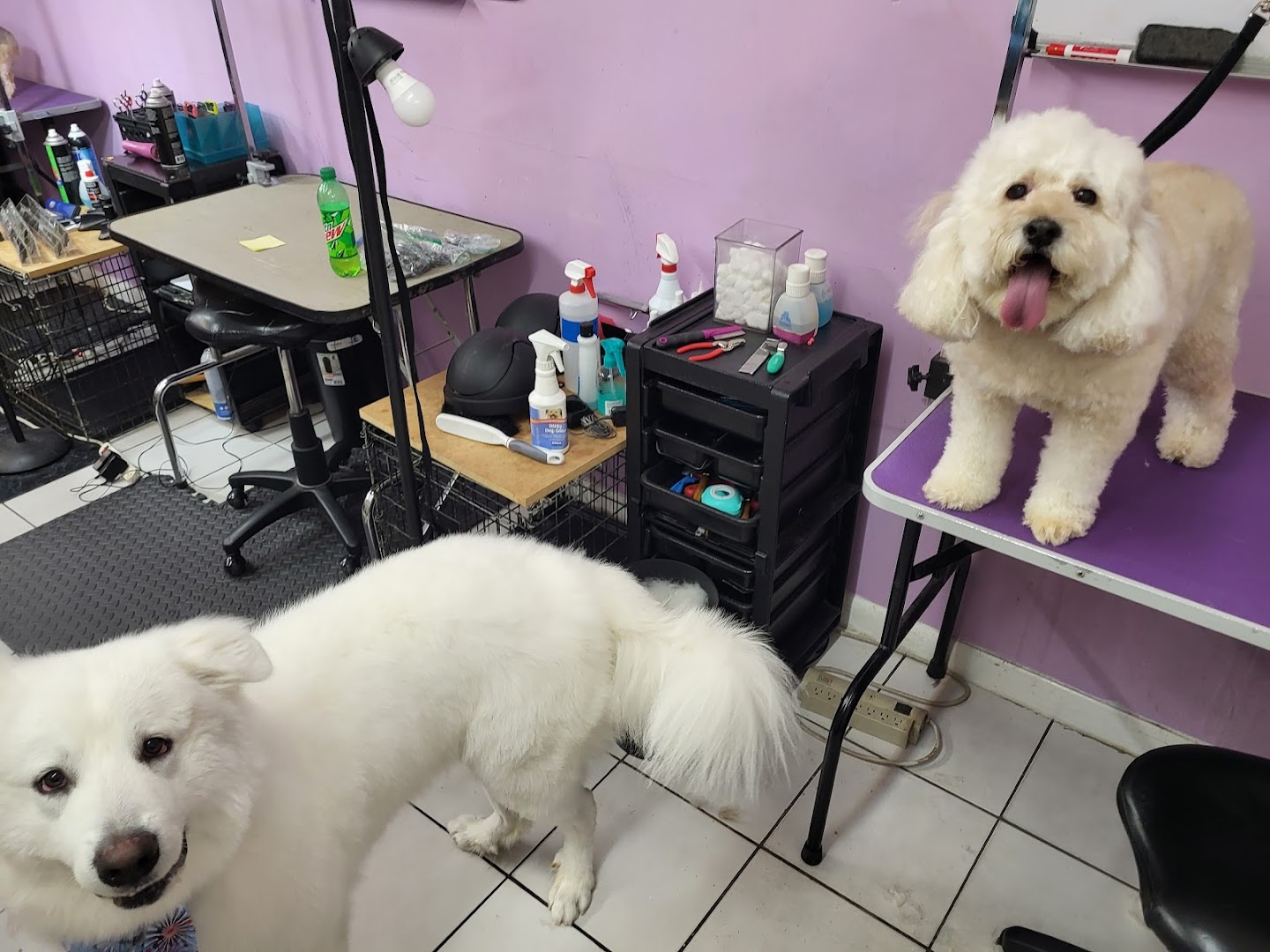 Groomie's Pet Salon