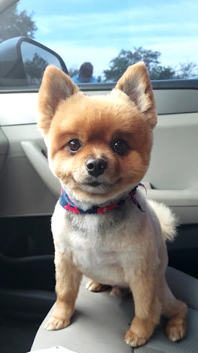 Pet Groomer «ITIG Happy Dog Wash», reviews and photos, 6465 S Chickasaw Trail, Orlando, FL 32829, USA