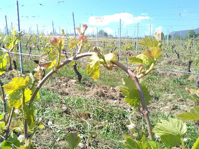 Domaine des plantaz à Chazey-Bons