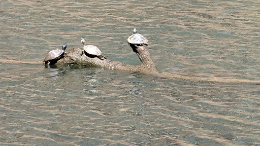 Hiking Area «Gold Branch Trail», reviews and photos, 6156 Lower Roswell Rd, Marietta, GA 30068, USA