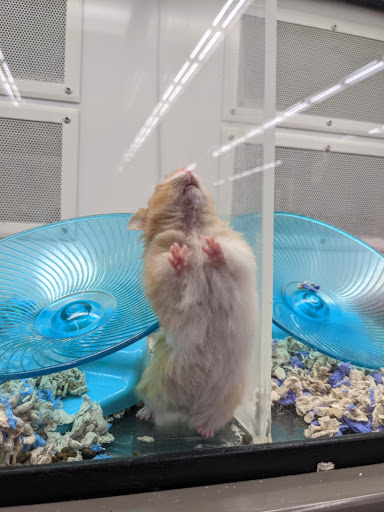 Pet Supply Store «Petco Animal Supplies», reviews and photos, 1150 Concord Ave #160, Concord, CA 94520, USA