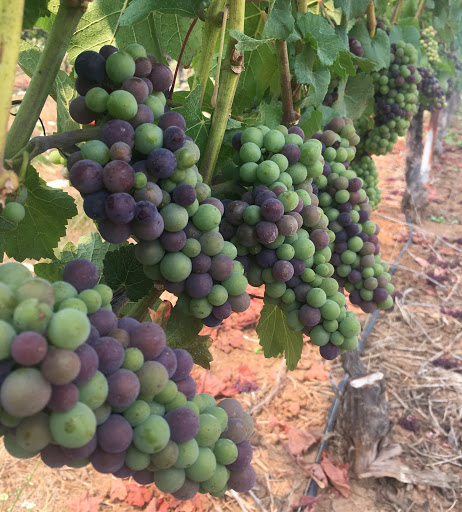 Winery «Benton-Lane Winery», reviews and photos, 23924 Territorial Rd, Monroe, OR 97456, USA