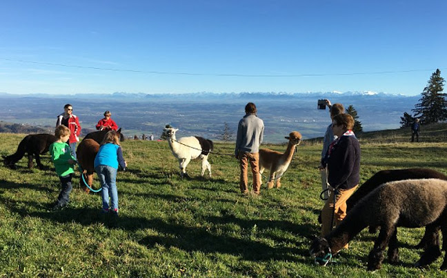 Alpaka Trekking Balmberg Tannenheim