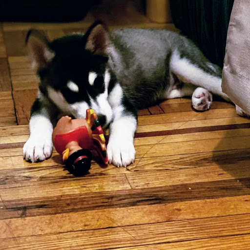 Pet Store «Cross Bronx Pet Shop», reviews and photos, 2064 Cross Bronx Expy, Bronx, NY 10472, USA