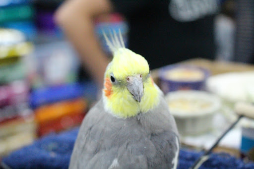 Pet Store «Pet Nation Llc», reviews and photos, 1898 Andorra St, Navarre, FL 32566, USA