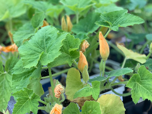 Animal Feed Store «Wabash Feed & Garden Store», reviews and photos, 4537 N Shepherd Dr, Houston, TX 77018, USA