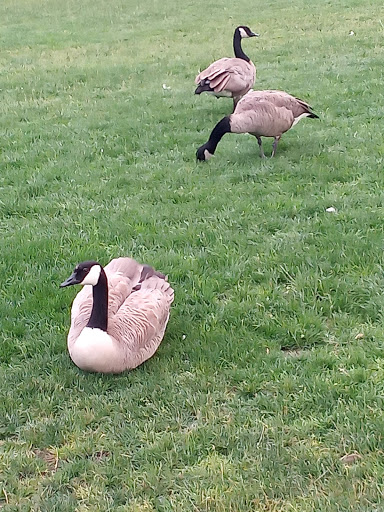 Park «Mill Ends Park», reviews and photos, 56 SW Taylor St, Portland, OR 97204, USA