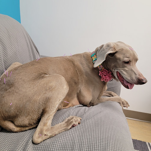 Copper’s Integrative Veterinary Care, LLC image