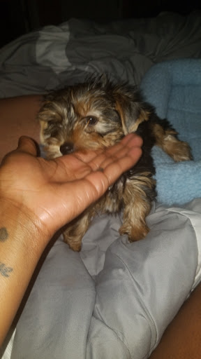 Pet Store «Dream Puppys», reviews and photos, 1461 Westgate Pkwy, Dothan, AL 36303, USA